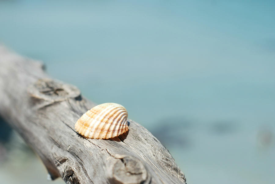 Shell Photograph by Donatella Loi Photography
