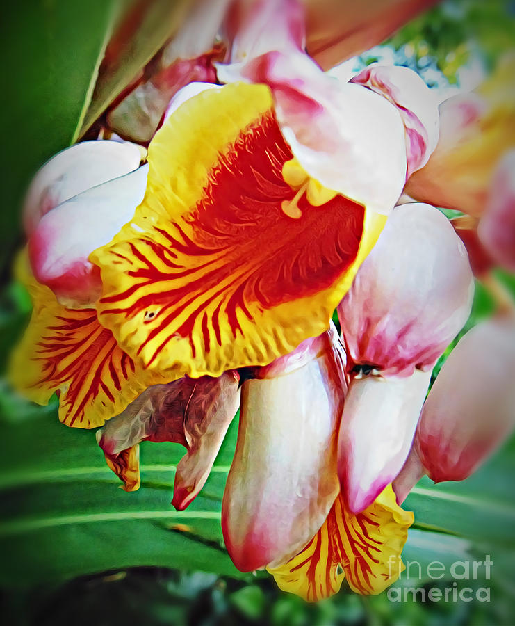 Shell Ginger Flower 2 Photograph by Trudee Hunter