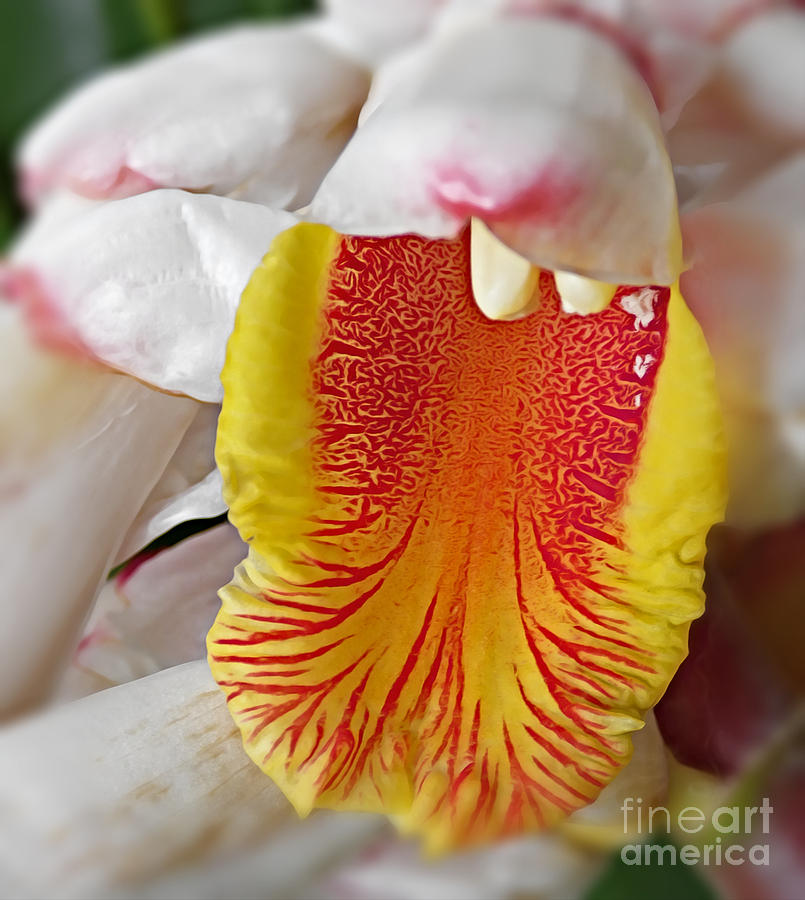 Shell Ginger Flower Photograph by Trudee Hunter