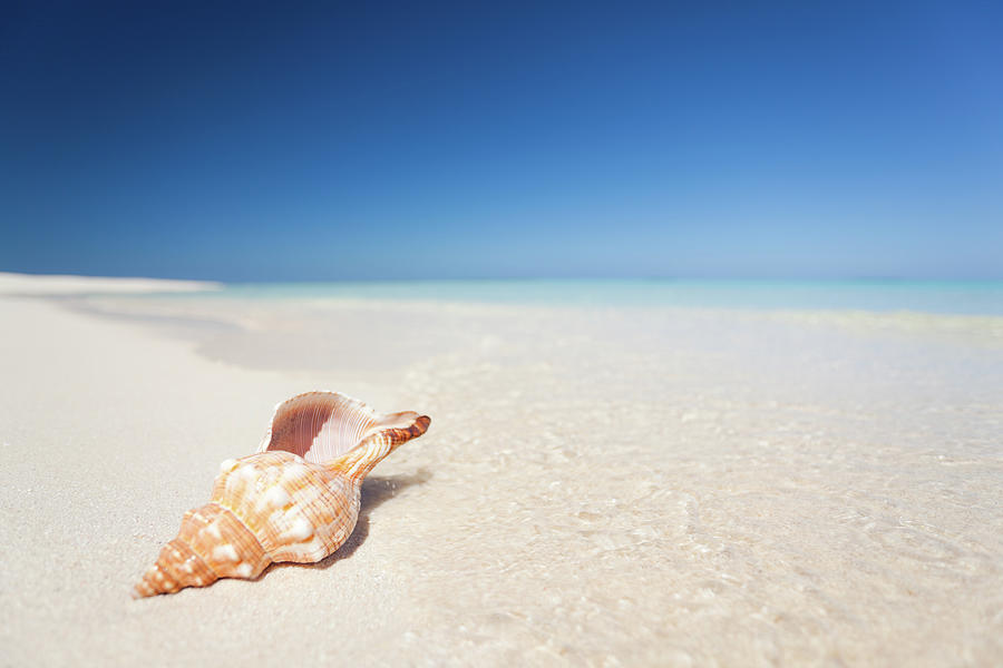 Shell On A Beautiful Beach Photograph by Amriphoto
