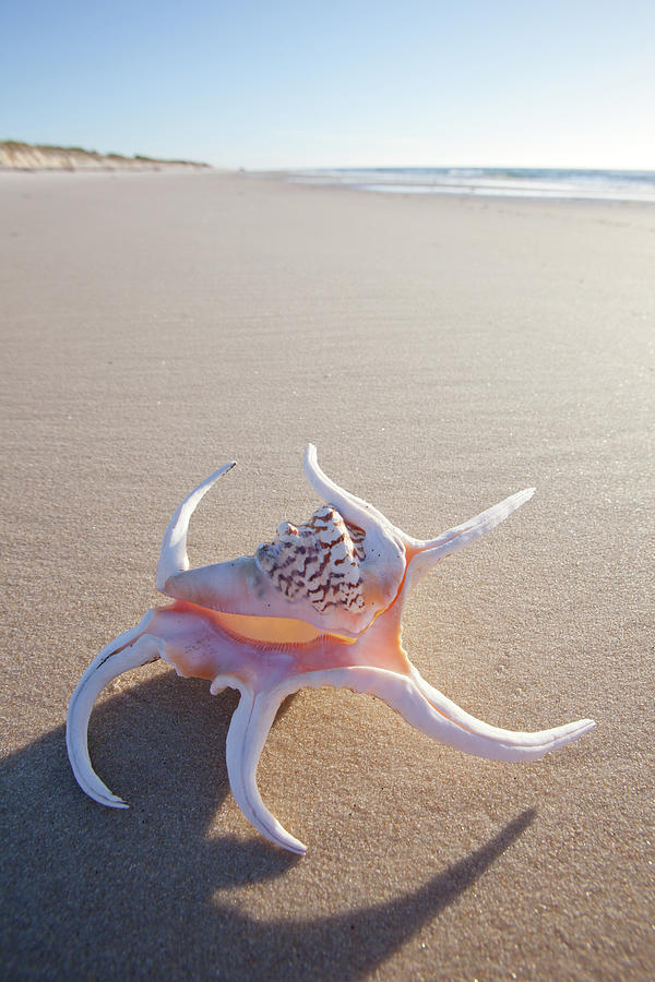 Shell On An Clean Beach. Australia Photograph by John White Photos