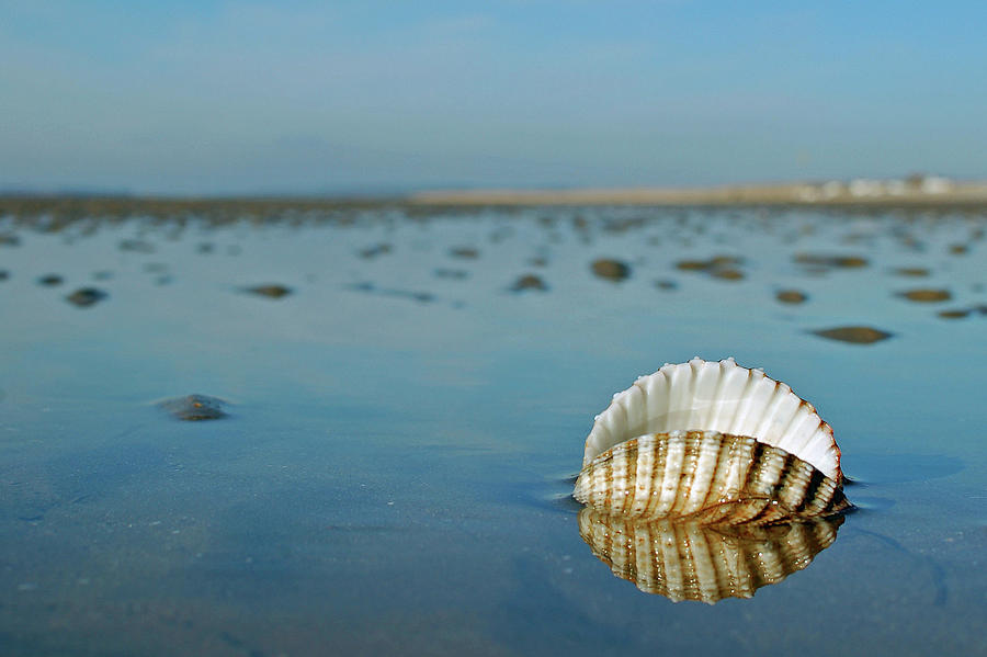 Shell On Beach Photograph by Kevin Button