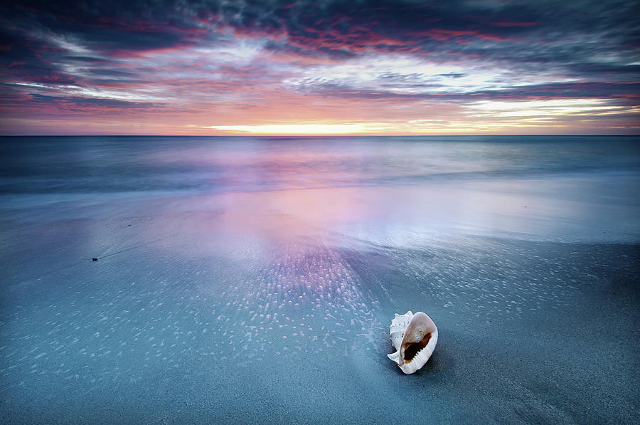 Shell On Beach Photograph by Photo By Cuellar