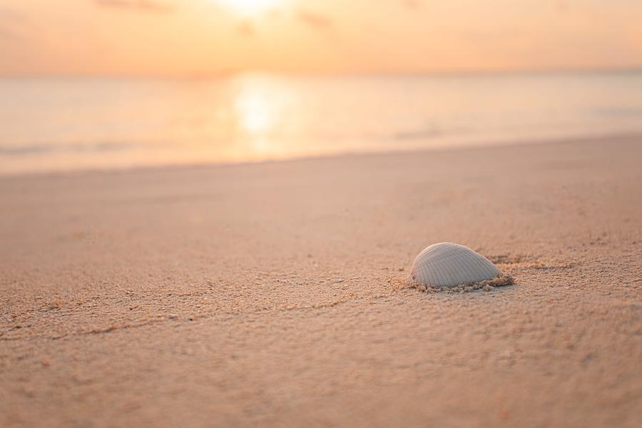 Up Movie Photograph - Shell On Beach Sunset At The Sea Beach by Levente Bodo