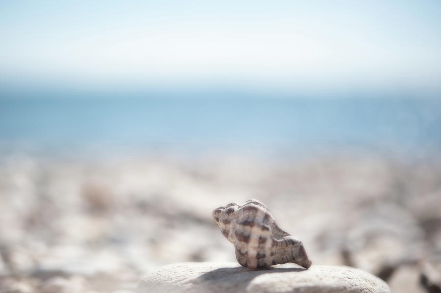 Shell On Pebble Beach Photograph by Alexandre Fp