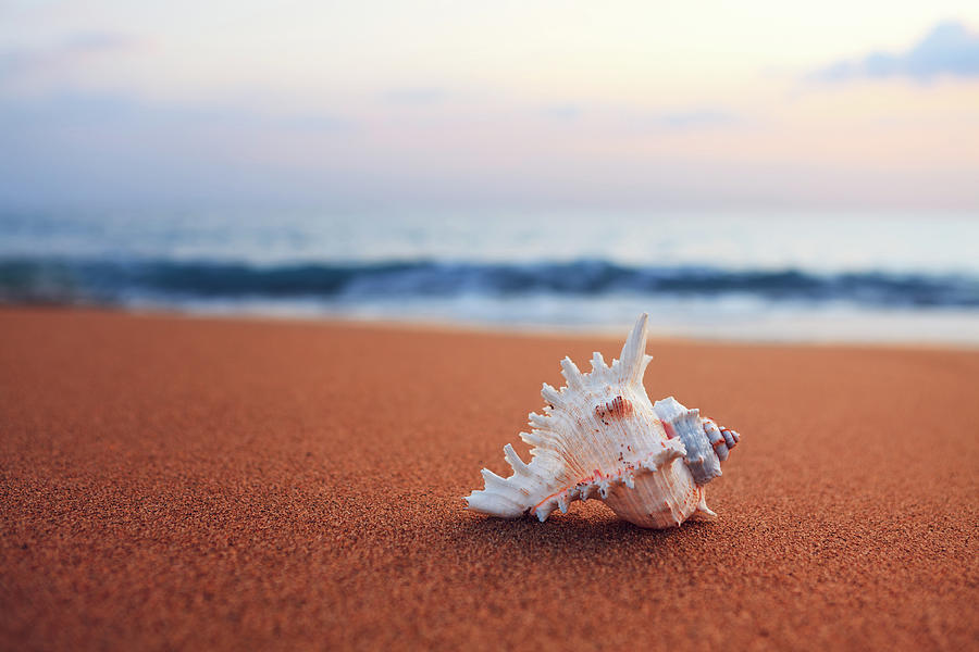 Shell On The Beach Photograph by Borchee