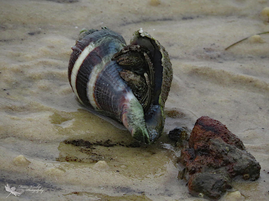 Shell on the Shore Photograph by Denise Winship