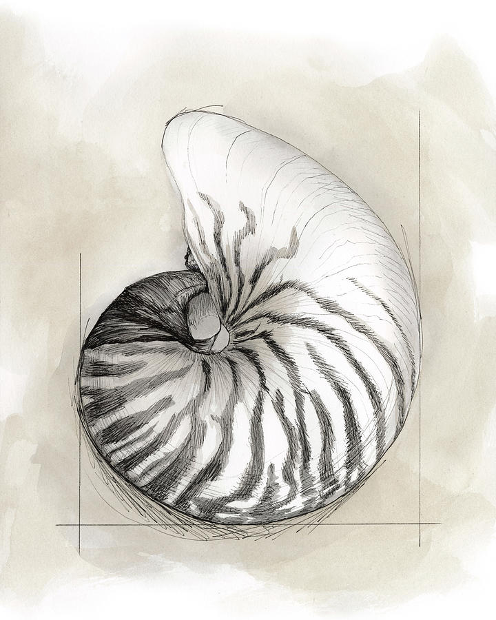 Shell Schematic II Painting by Megan Meagher - Fine Art America