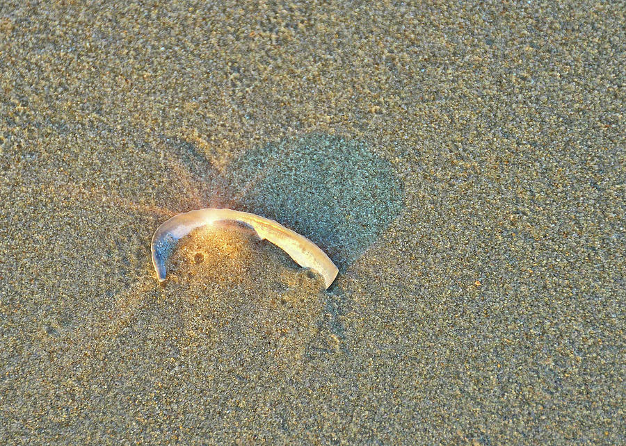 Shell Shadow Photograph by JAMART Photography