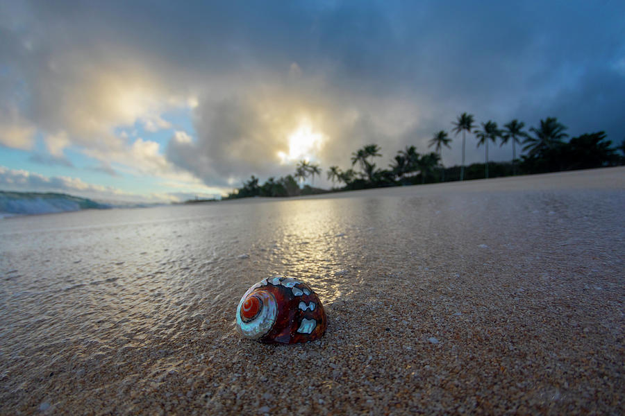Beach Photograph - Shell Shine by Sean Davey