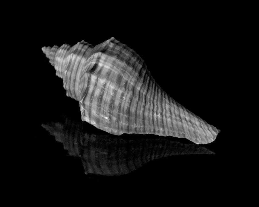 Shell Study in Black and White Photograph by Cathy Kovarik