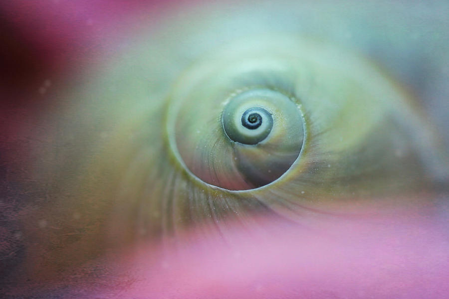 Shell Swirl Photograph by Lauri Novak