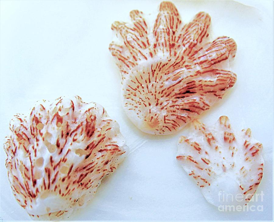 Shell Trio by Patti Whitten Shell Trio by Patti Whitten