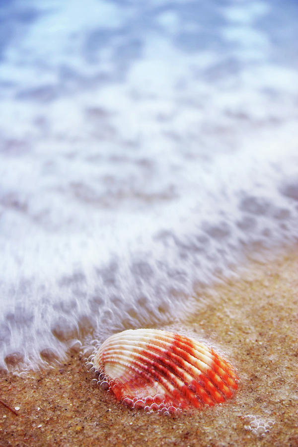 Shell With Wave Photograph by Hidesy