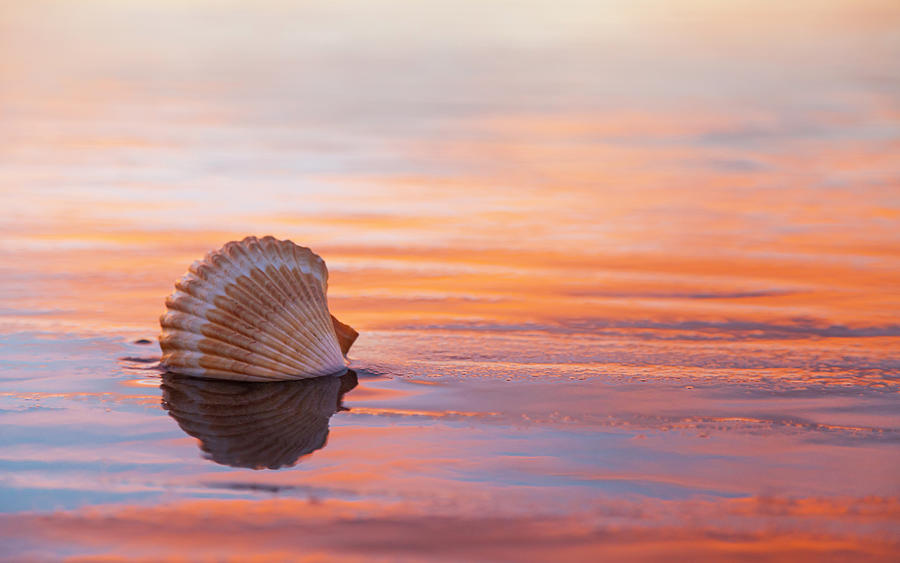 Shell Photograph - Shellflection by Chris Moyer