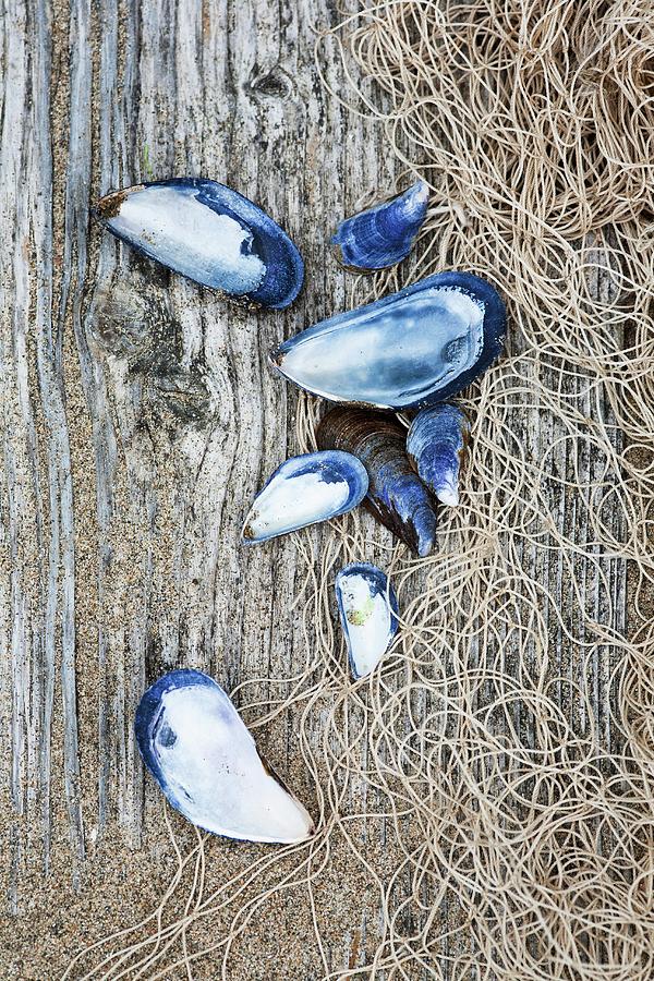 Shells And A Fishing Net On A Rustic Wooden Surface Photograph by Victoria Firmston