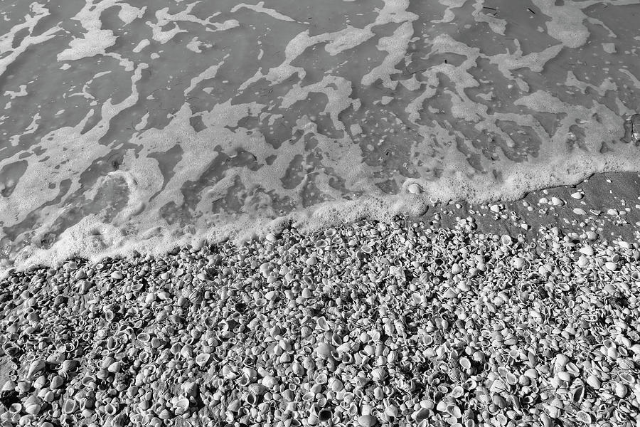 Shells and a Wave Photograph by Robert Wilder Jr
