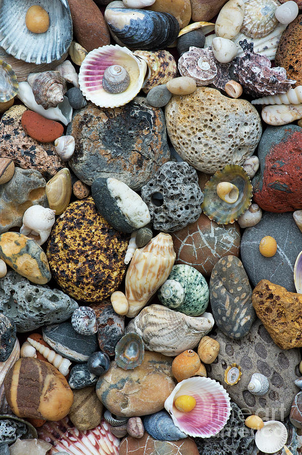 Shells and Pebbles Pattern Photograph by Tim Gainey