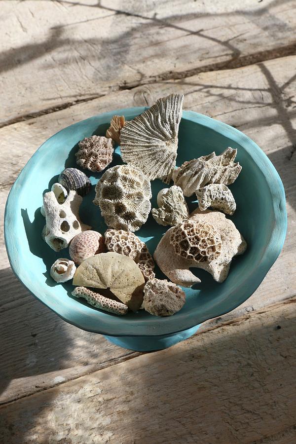 Shells And Pieces Of Coral In Blue Dish On Wooden Boards Photograph by Regina Hippel