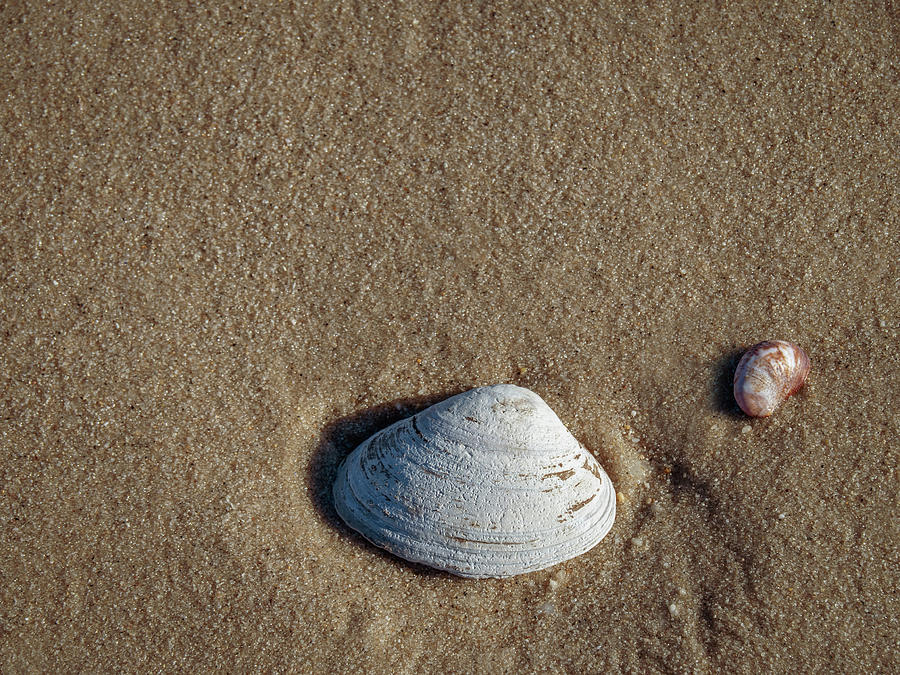 Shells and Sand 290644-413 Photograph by Deidre Elzer-Lento