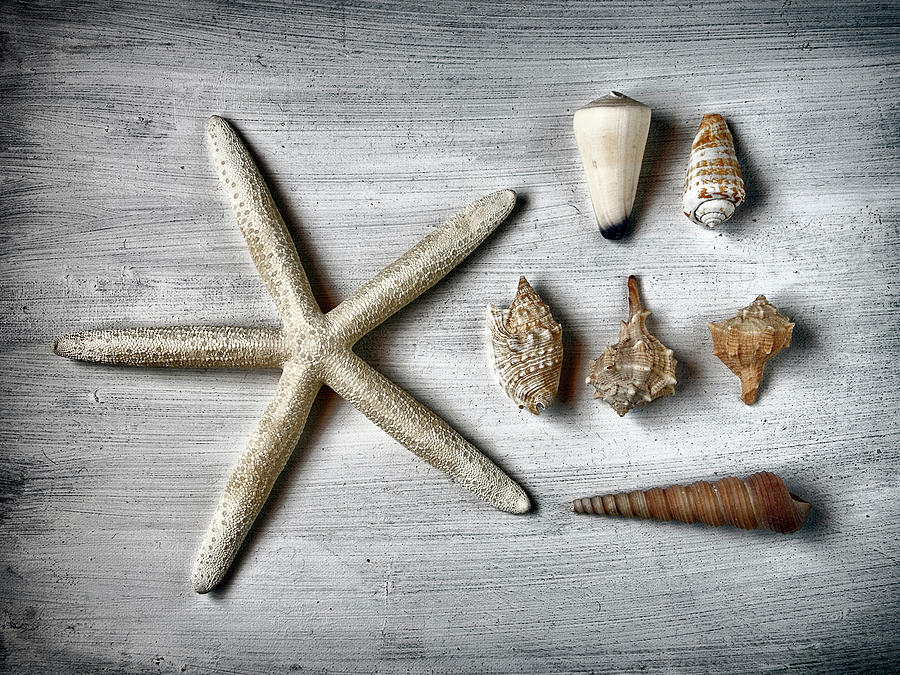 Shells And Starfish Photograph by Santiago Nuevo Peña