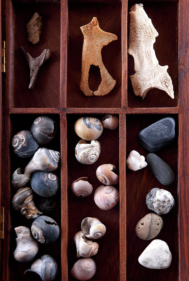 Shells In A Wooden Box Photograph by Shana Novak