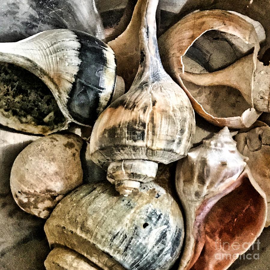 Shells Photograph by Karin Everhart
