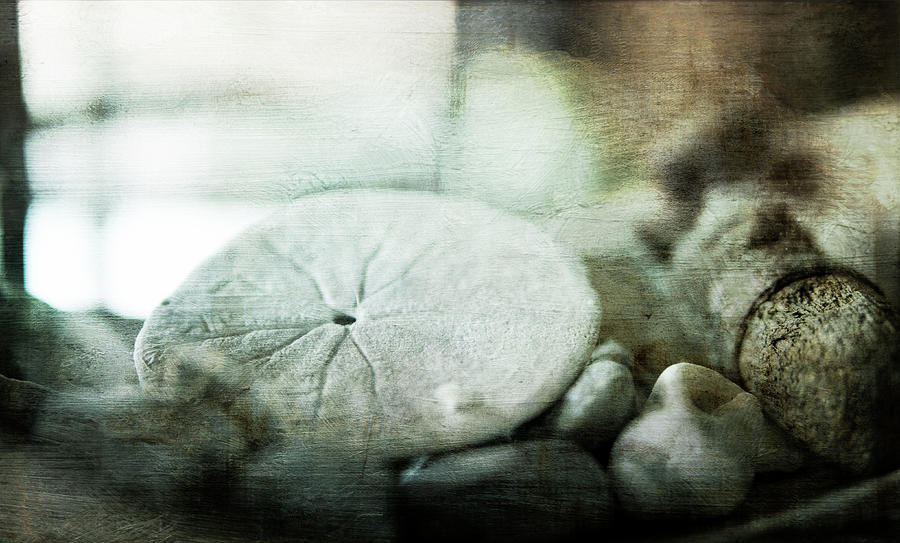 Shells Photograph by Lyne Nagele