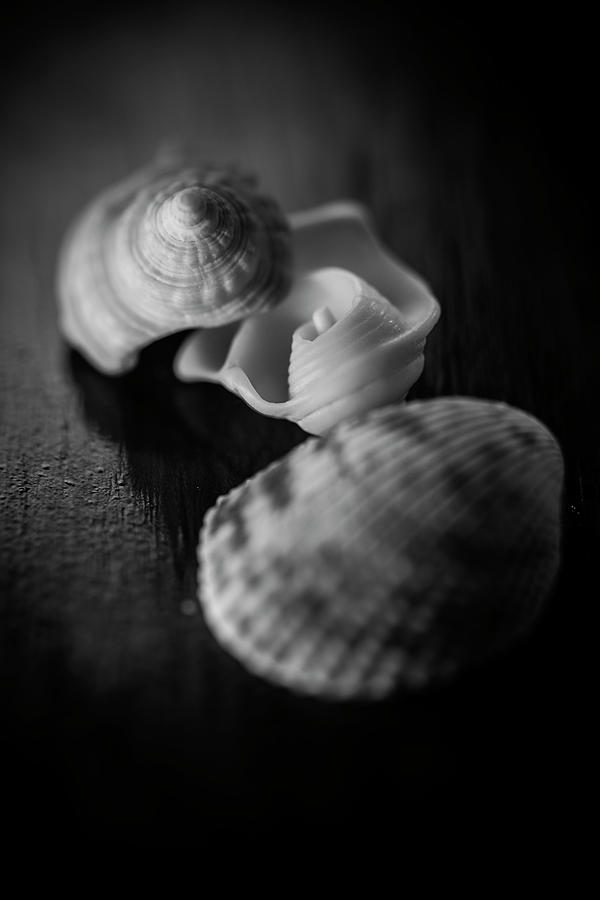 Shells Photograph by Matthew Blum