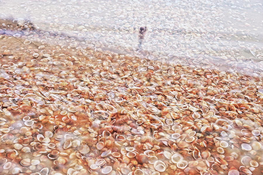 Shell Photograph - Shells On A Beach. by Shlomo Zangilevitch