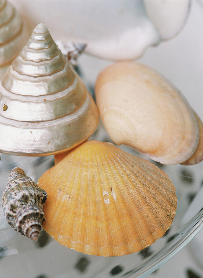 Shells Photograph by Serge Anton