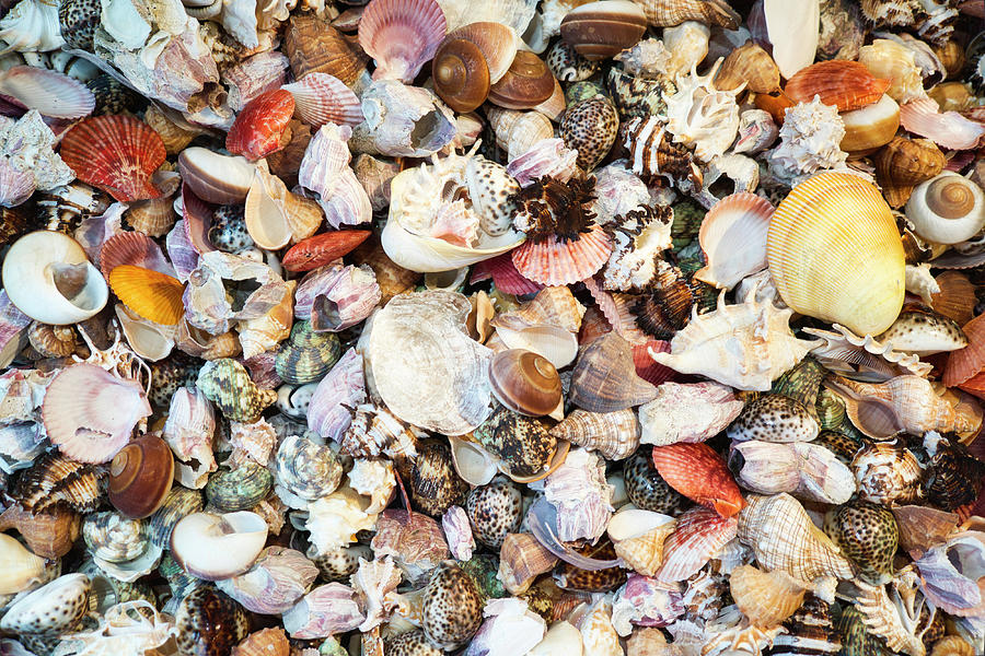 Shells by Suguna Ganeshan Shells by Suguna Ganeshan