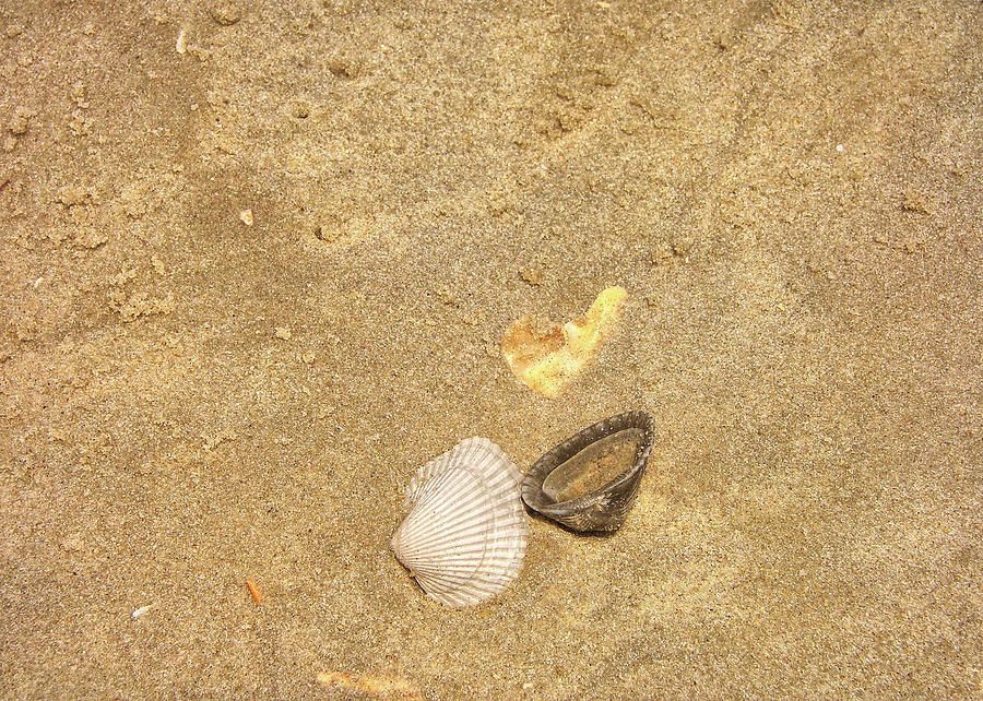 Shells Washed Ashore Photograph by JAMART Photography