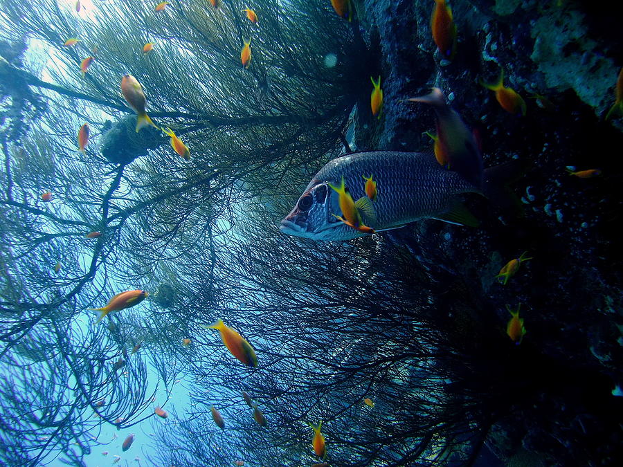 Shelter On The Coral Wall Photograph by Peter J Bardsley