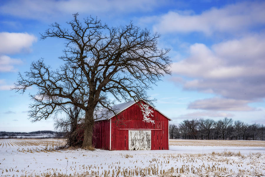 Sheltered -  Snow frosted oak sheltered by red barn that it shelters Photograph by Peter Herman