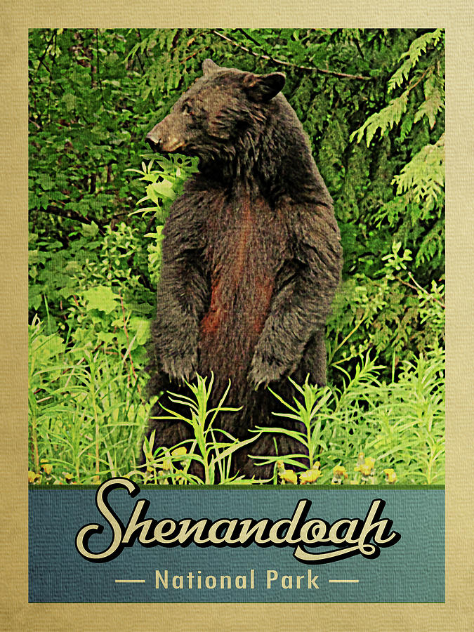 Shenandoah National Park Digital Art - Shenandoah National Park Vintage Bear by Flo Karp
