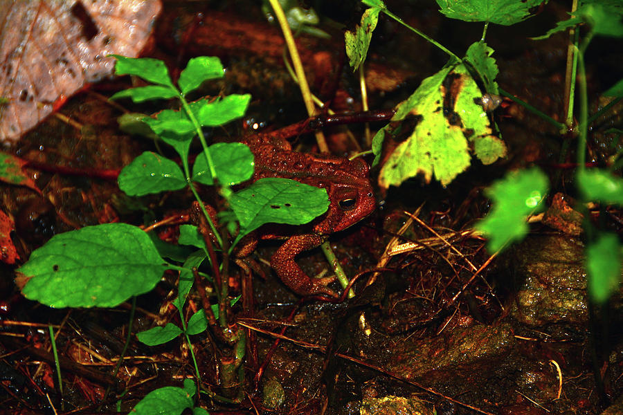 Shenandoah Toad Photograph by Raymond Salani III