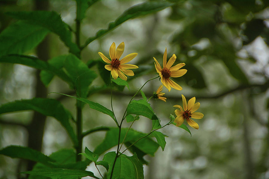 Shenandoah Wildflowers Photograph by Raymond Salani III