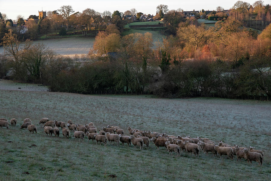 Shenington and Sheep Photograph by Mark Hunter
