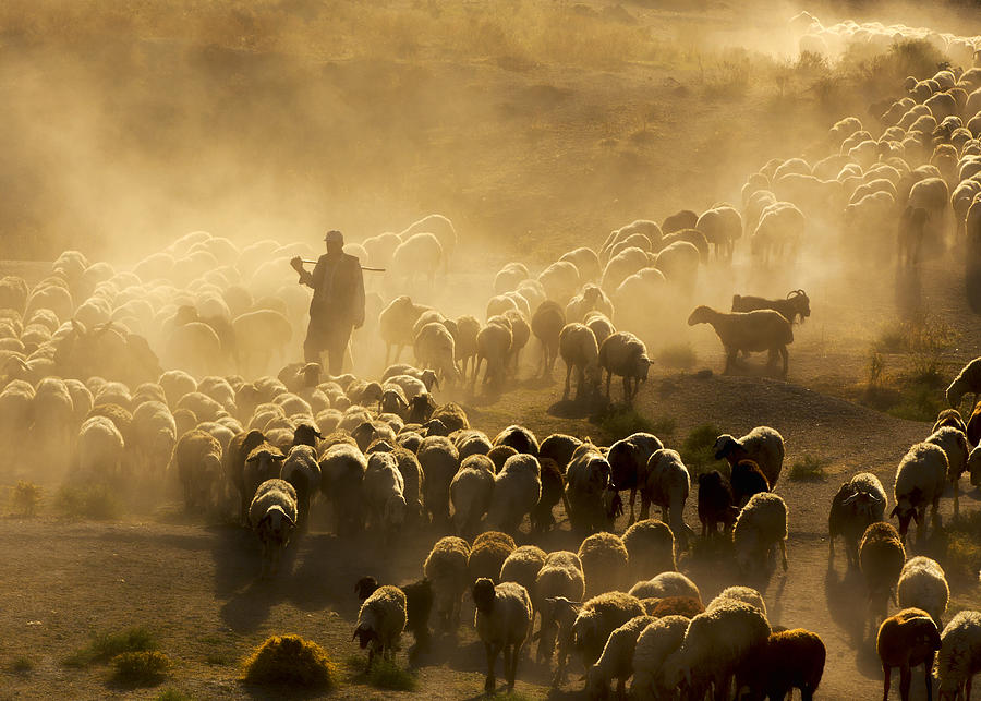 Shep Herd Photograph by Feyzullah Tunc