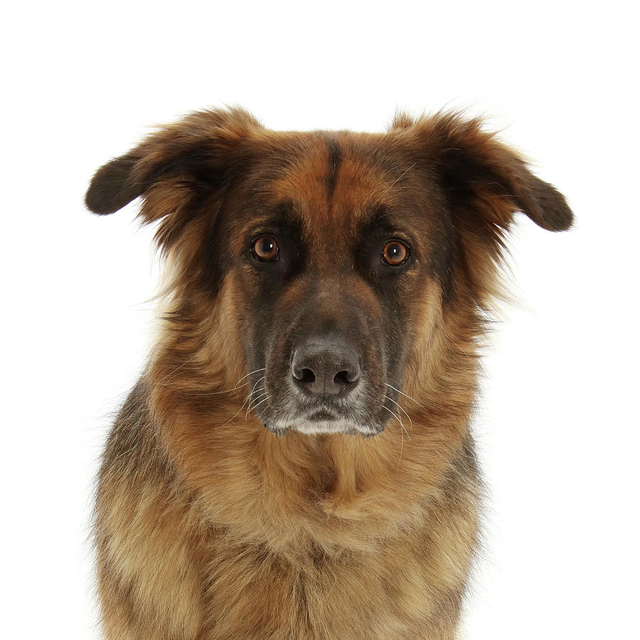 Shepard X Labrador Dog Photograph by Mark Taylor