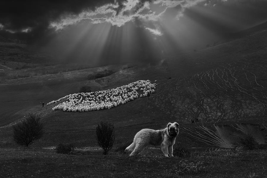 Documentary Photograph - Sheperd Dog by Clas Gustafson Efiap