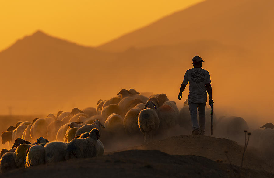 Sheep Photograph - Shepherd by Durmusceylan