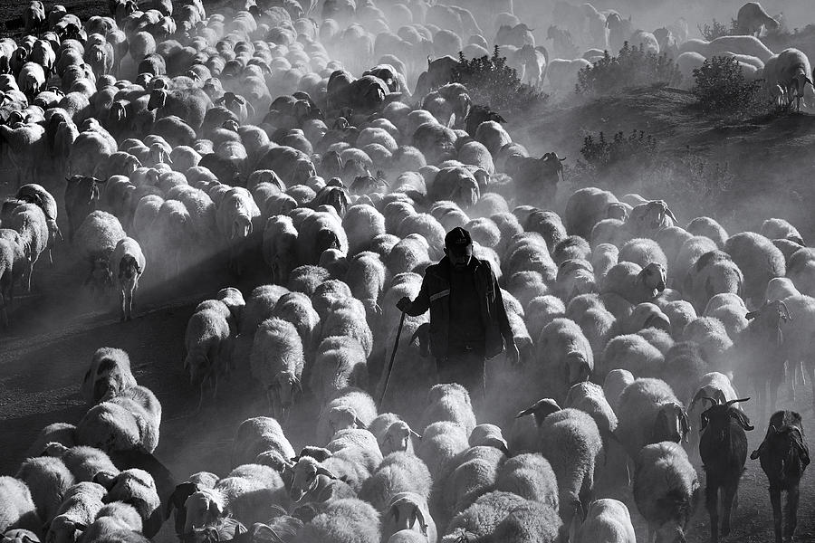 Sheep Photograph - Shepherd by Emir Bagci