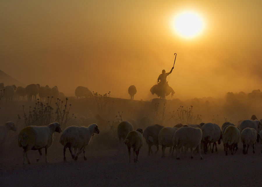 Animal Photograph - Shepherd by Feyzullah Tun