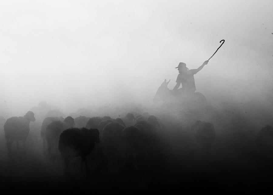 Black And White Photograph - Shepherd Herd by Feyzullah Tunc