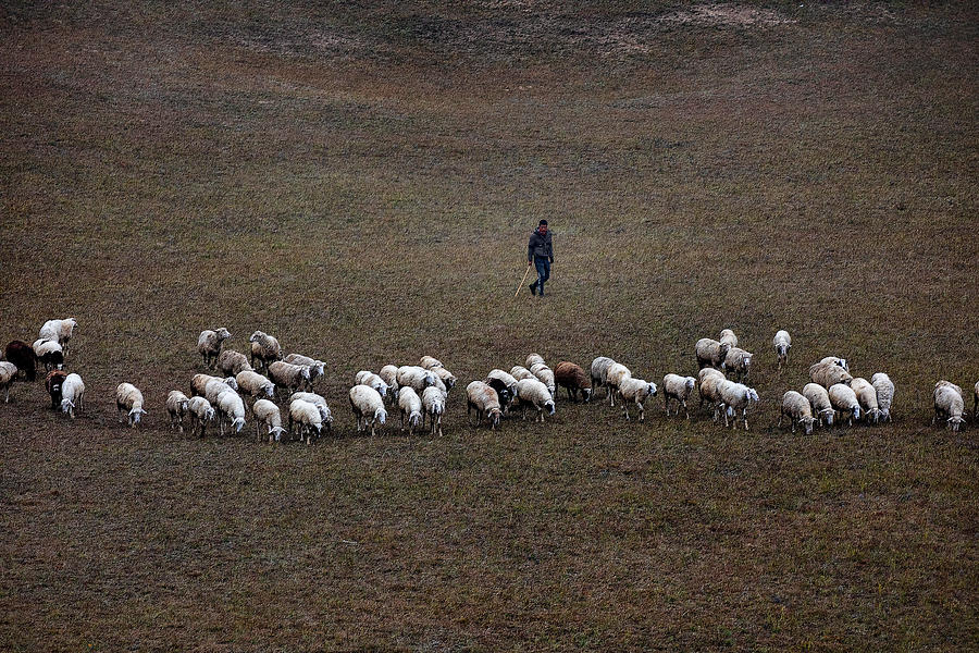 Sheep Photograph - Shepherd by Hsiao-yang Fei