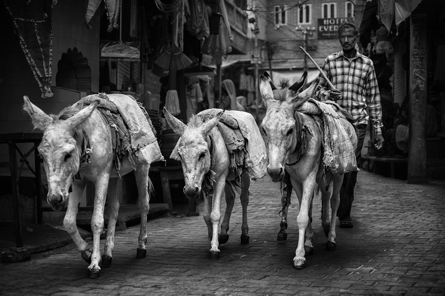 Shepherd Photograph - Shepherd In The Streets Of Pushkar by Pavol Stranak