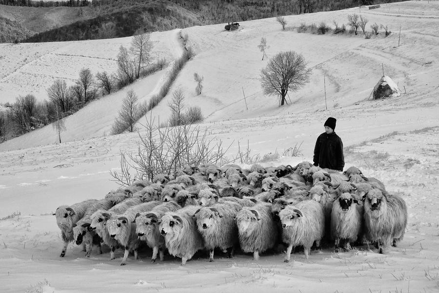 Shepherd Of Holbav Photograph by Andrei Nicolas - The Traveler