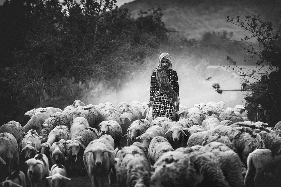 Sheep Photograph - Shepherd by Patrick Foto